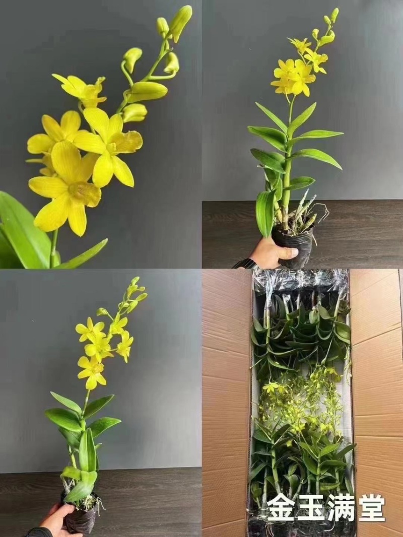 秋石斛红猫黑猫泼墨小白脸碧玉，石斛兰洋兰泰国石斛几十个品