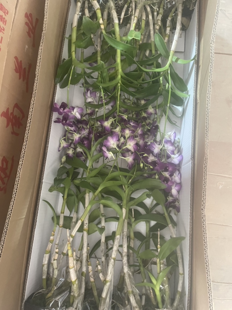 秋石斛红猫黑猫泼墨小白脸碧玉，石斛兰洋兰泰国石斛几十个品
