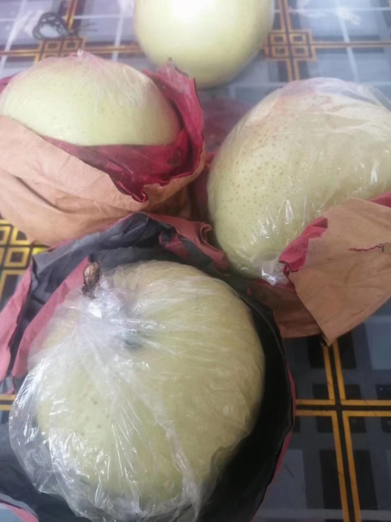 圆黄梨山东批发基地，货源充足，一手货源直销批发价格