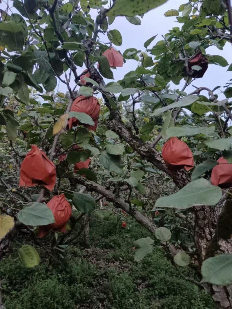 贵州黔东南金秋梨，种植基地，大量现货欢迎前来选购