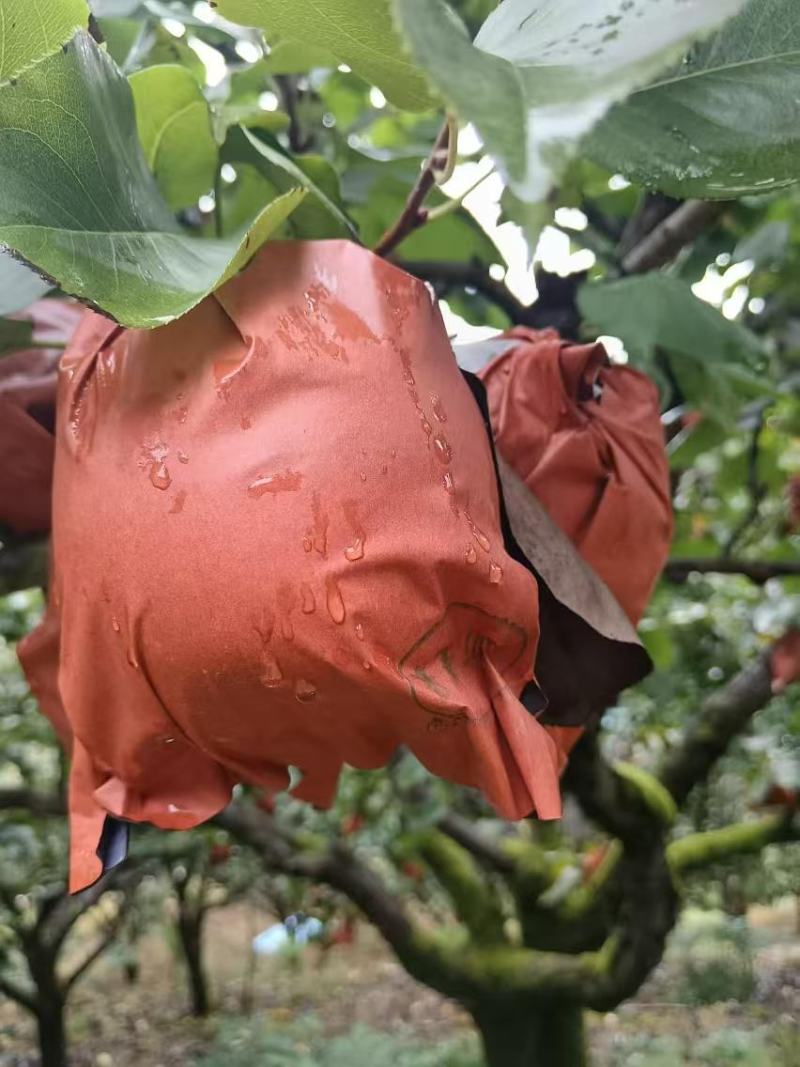 贵州黔东南金秋梨，种植基地，大量现货欢迎前来选购