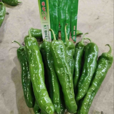 陕西渭南大荔蒲城鲜辣椒大青椒二炮品质保证欢迎来电洽谈
