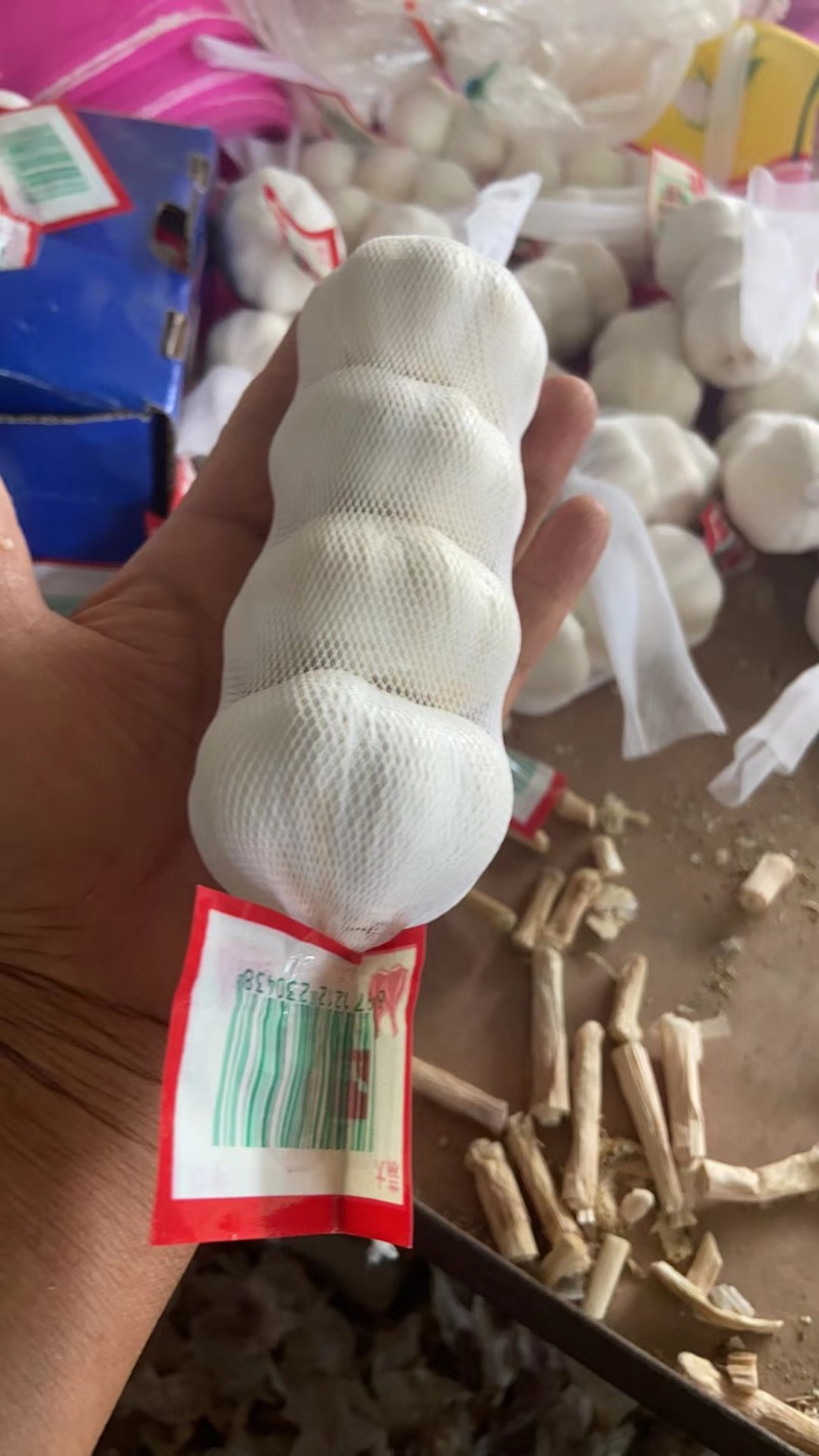 山东大蒜，白皮大蒜产地直发价格便宜质量保证