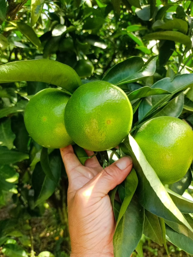 四川蜜橘，特早上市了，需要的老板可以联系我