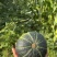 新鲜贝贝南瓜，口感细腻，甜度适中，营养丰富，**特惠！