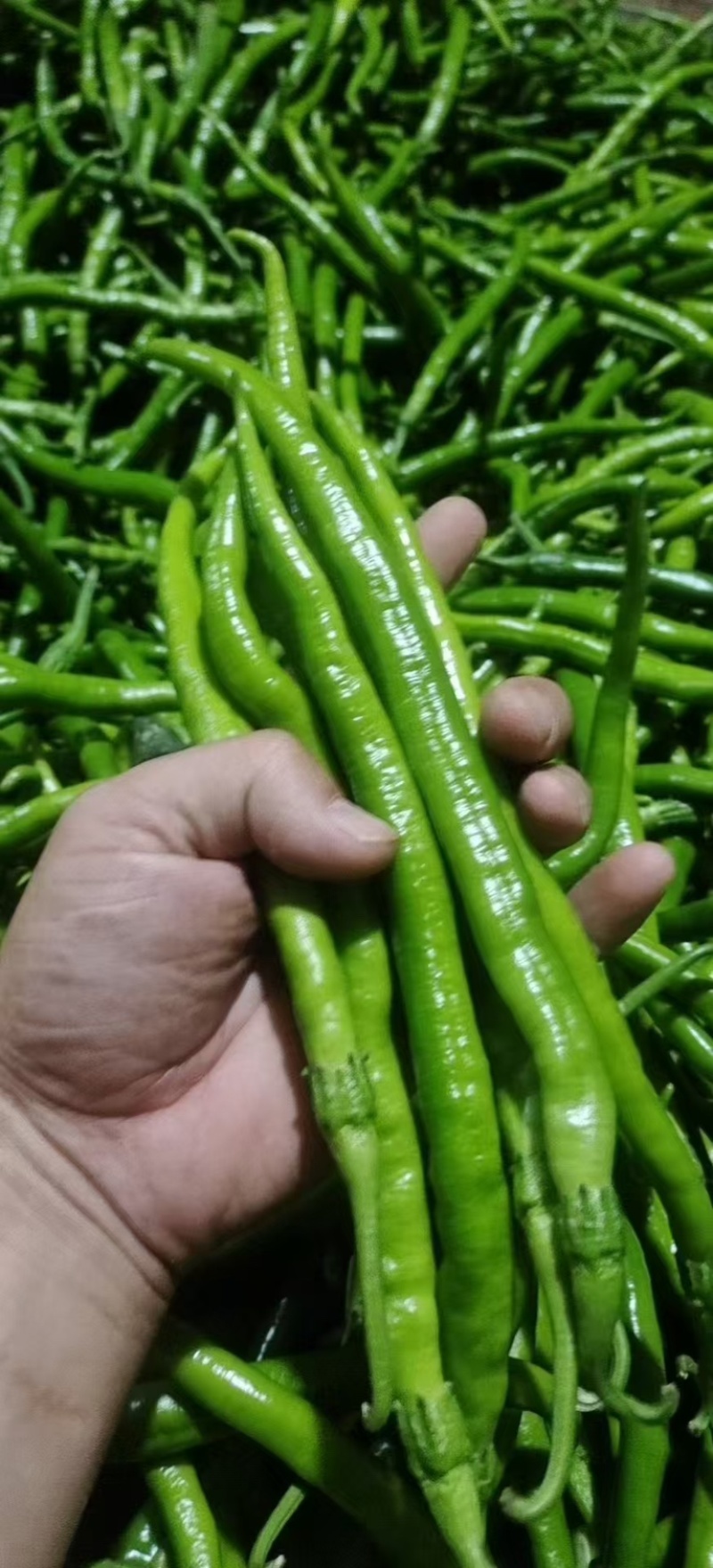 陕西渭南大荔青辣椒，螺线，支持各大电商平台线椒大量供货