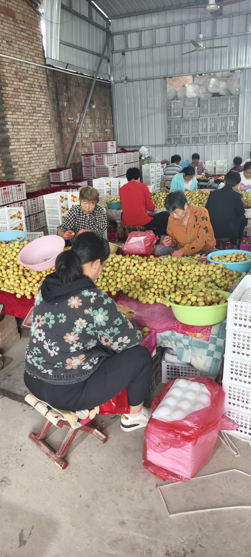 大荔冬枣，嘎嘣脆，脆甜多汁，大量供应电商市场代发全国