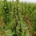 沽源县优质白藜麦