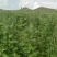 沽源县优质白藜麦