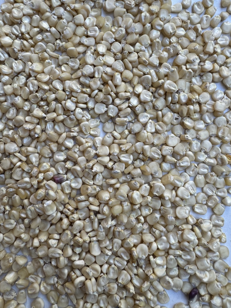 糯玉米干粒