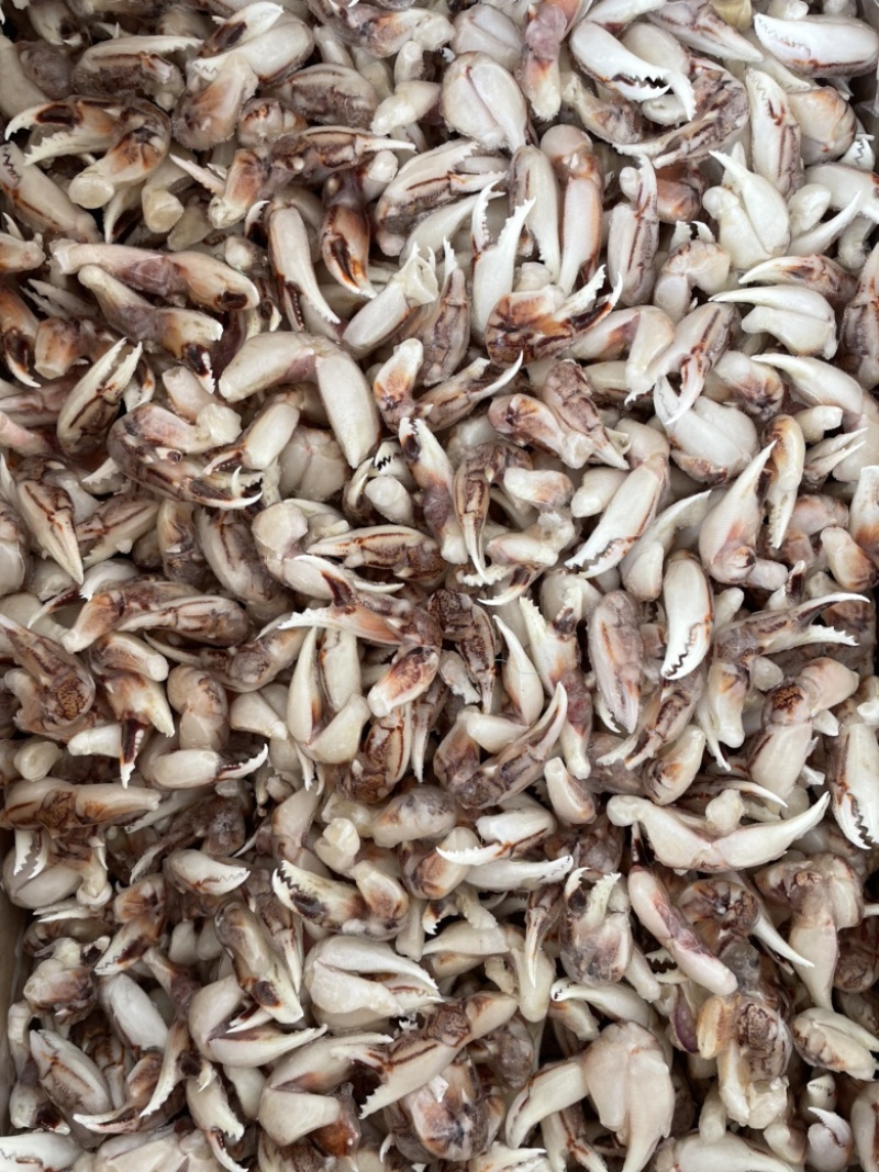 [捞汁沙蟹钳原料]连云港沙蟹钳生鲜原料捞汁小海生腌蟹钳