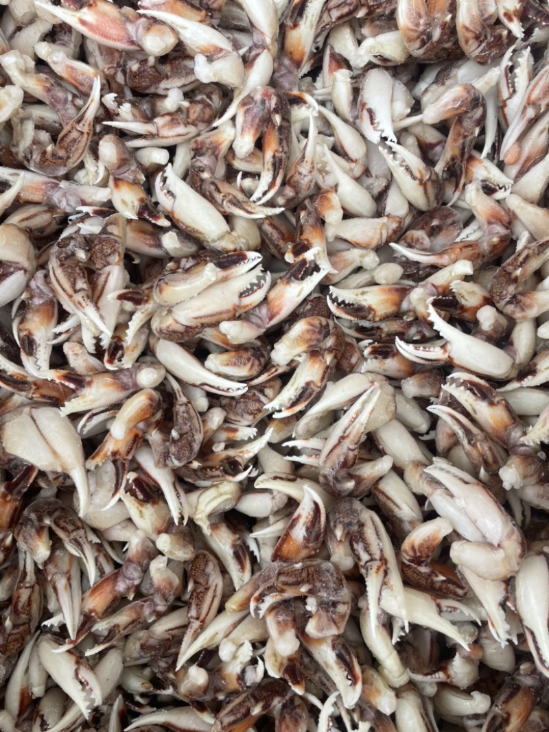 [捞汁沙蟹钳原料]连云港沙蟹钳生鲜原料捞汁小海生腌蟹钳