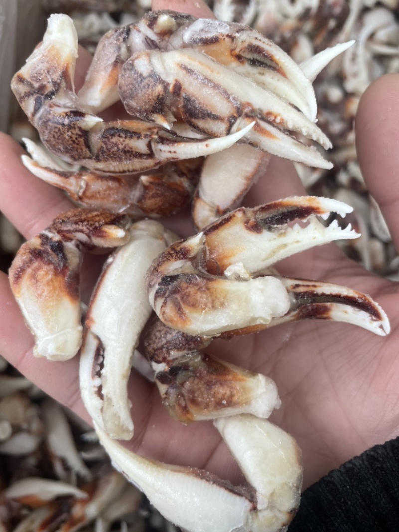[捞汁沙蟹钳原料]连云港沙蟹钳生鲜原料捞汁小海生腌蟹钳