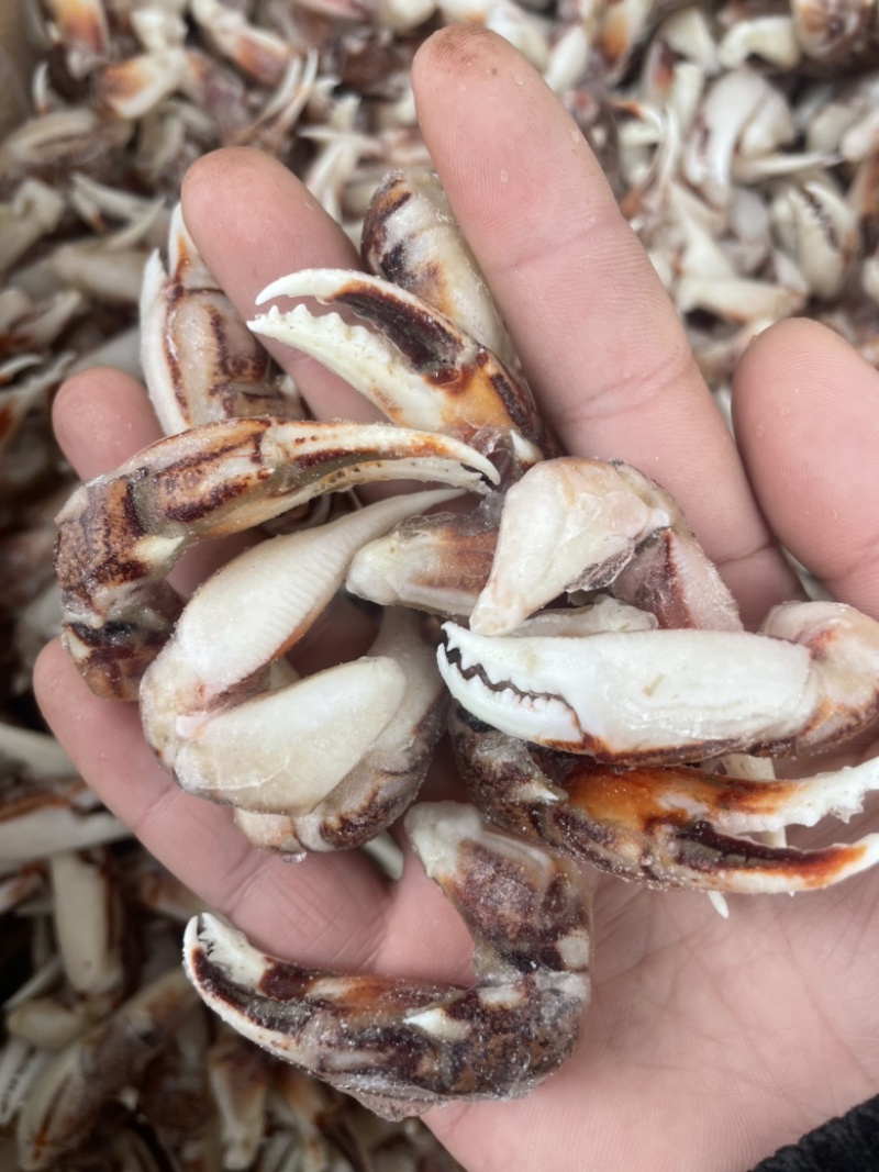 [捞汁沙蟹钳原料]连云港沙蟹钳生鲜原料捞汁小海生腌蟹钳