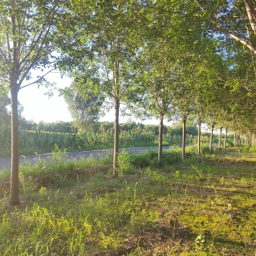 白蜡12cm白蜡树质量保证货源充足基地供应欢迎咨询