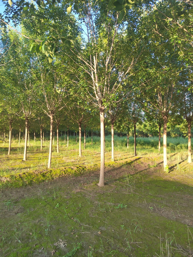 白蜡12cm白蜡树质量保证货源充足基地供应欢迎咨询