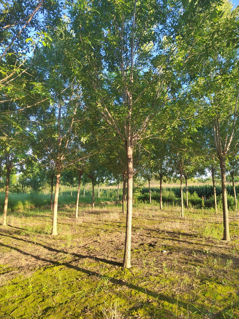 白蜡12cm白蜡树质量保证货源充足基地供应欢迎咨询