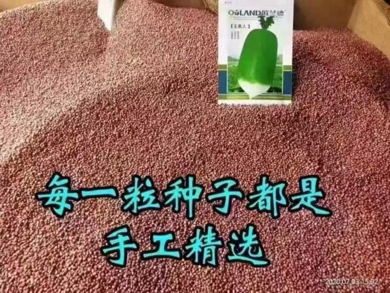 欧兰德玉美人萝卜种子青皮绿肉萝卜种籽脆甜青萝卜种子秋萝卜