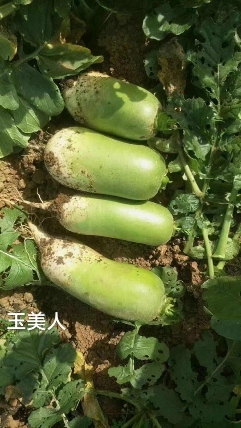 欧兰德玉美人萝卜种子青皮绿肉萝卜种籽脆甜青萝卜种子秋萝卜