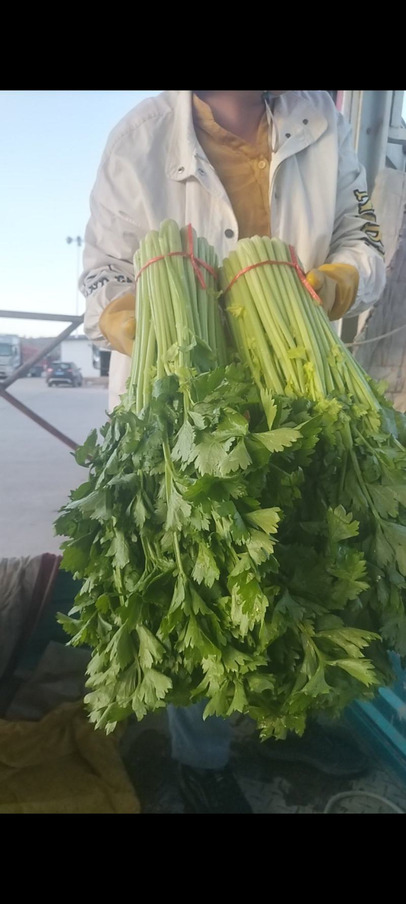 毛芹菜大量有货需要可以现在，质量第一，干净，货好的很，，