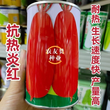 抗热萝卜种子皮色鲜红优质高产耐热抗热炎红白肉红皮萝卜种子