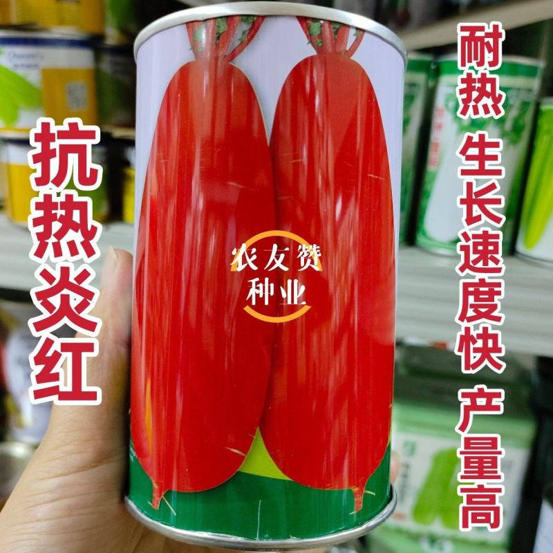 抗热萝卜种子皮色鲜红优质高产耐热抗热炎红白肉红皮萝卜种子