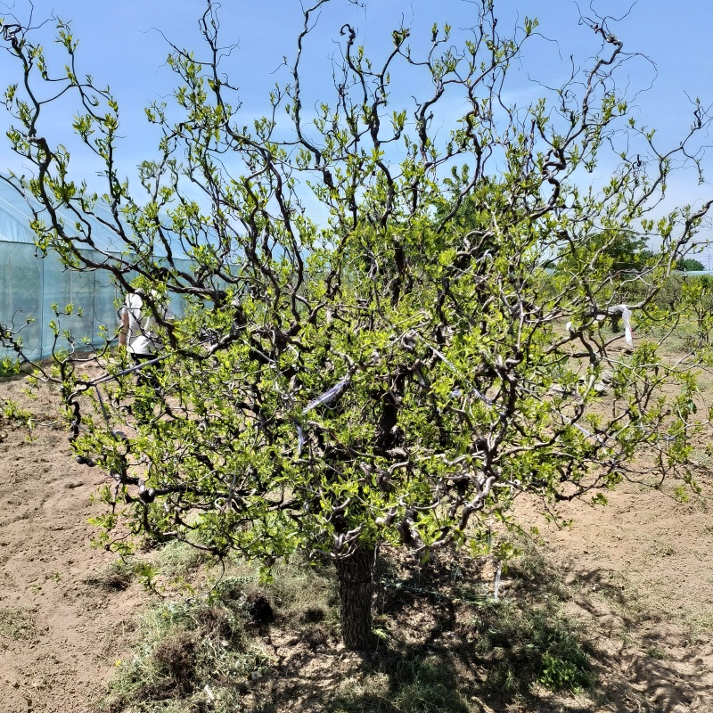 龙须枣树直径5-20公分造型美观适合别墅庭院种植果