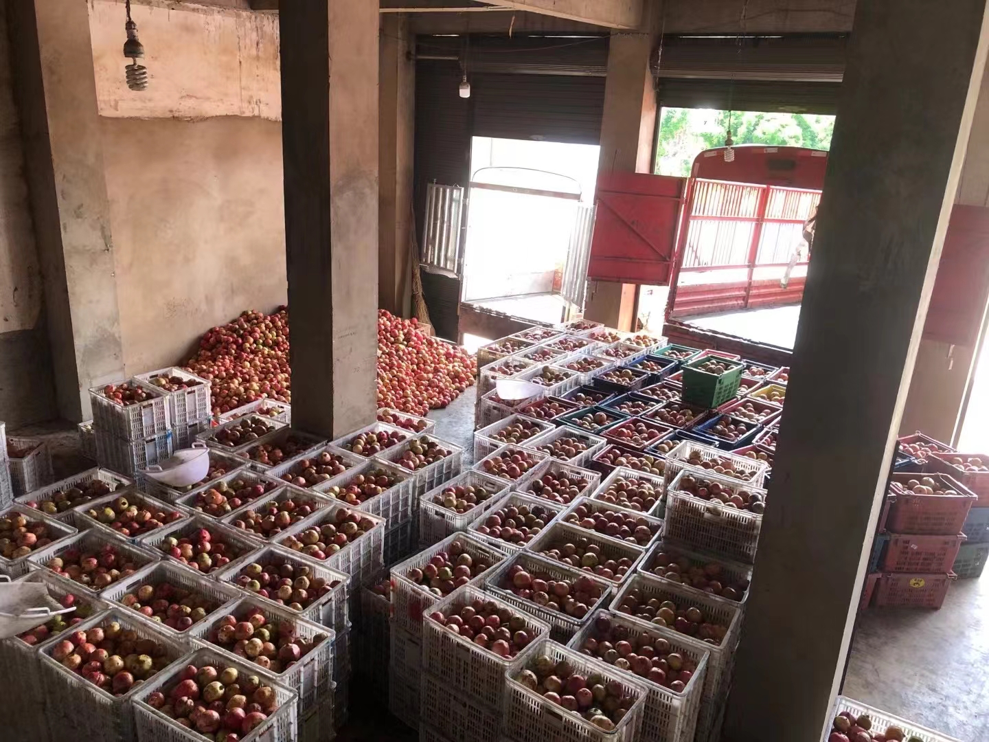 软籽石榴冷链物流仓库