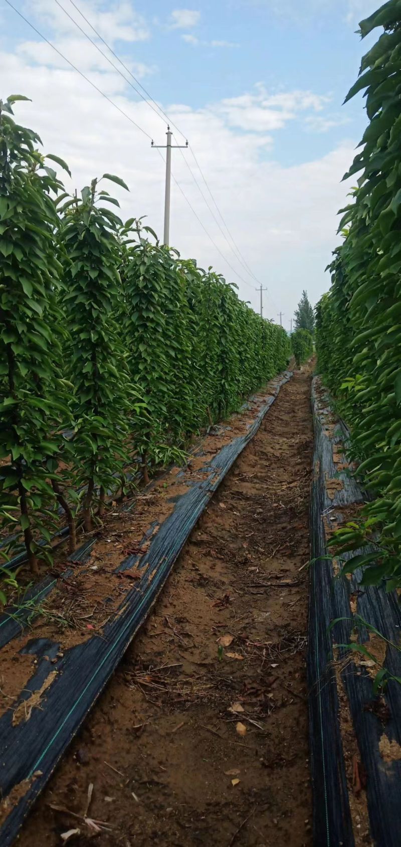 秋后一根棍大樱桃，花呀满满的，吉塞拉根系美早，辉煌
