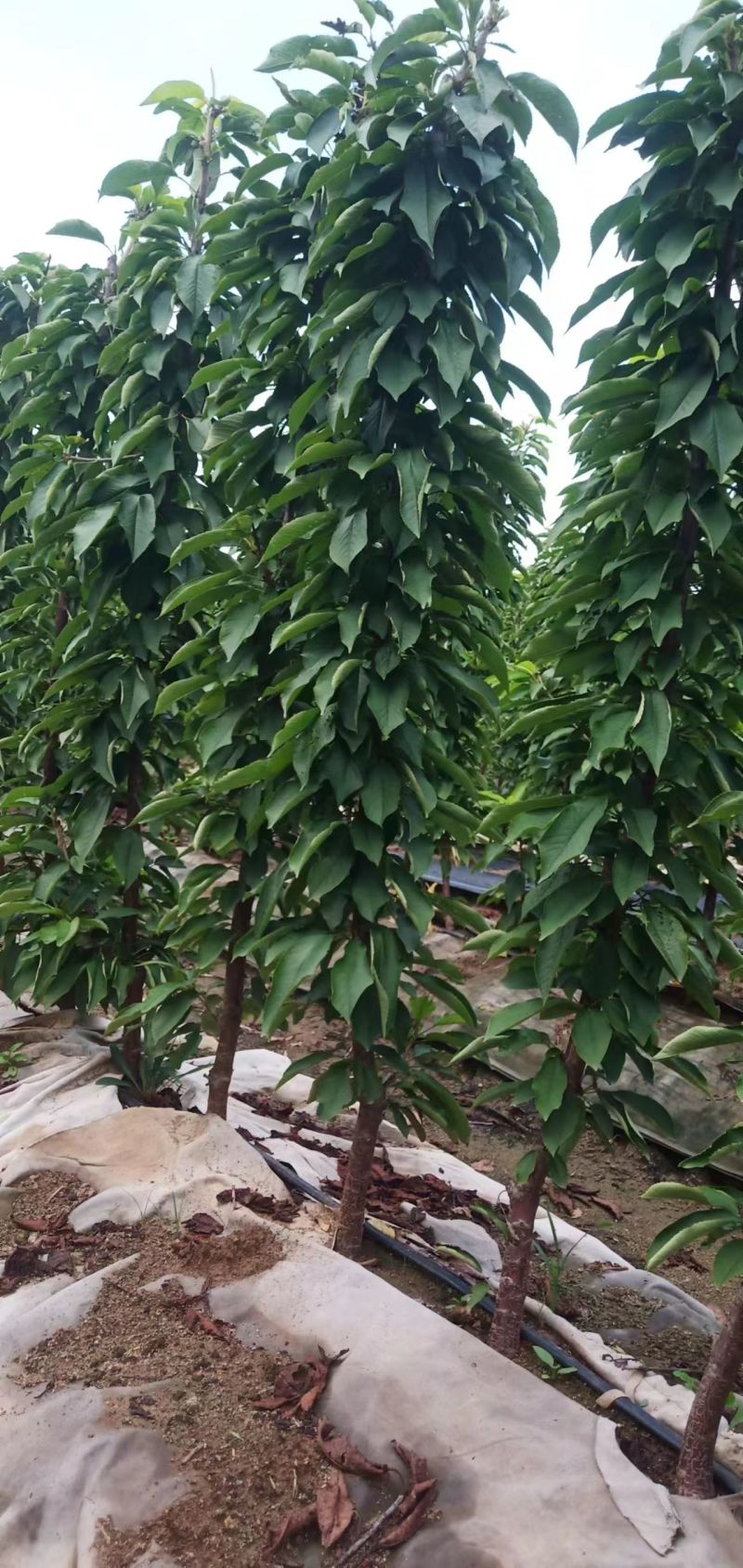 秋后一根棍大樱桃，花呀满满的，吉塞拉根系美早，辉煌