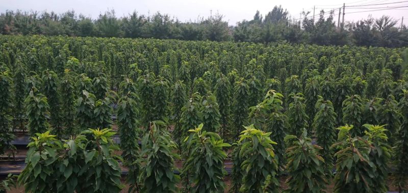 秋后一根棍大樱桃，花呀满满的，吉塞拉根系美早，辉煌