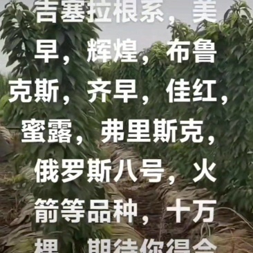 秋后一根棍大樱桃，花呀满满的，吉塞拉根系美早，辉煌