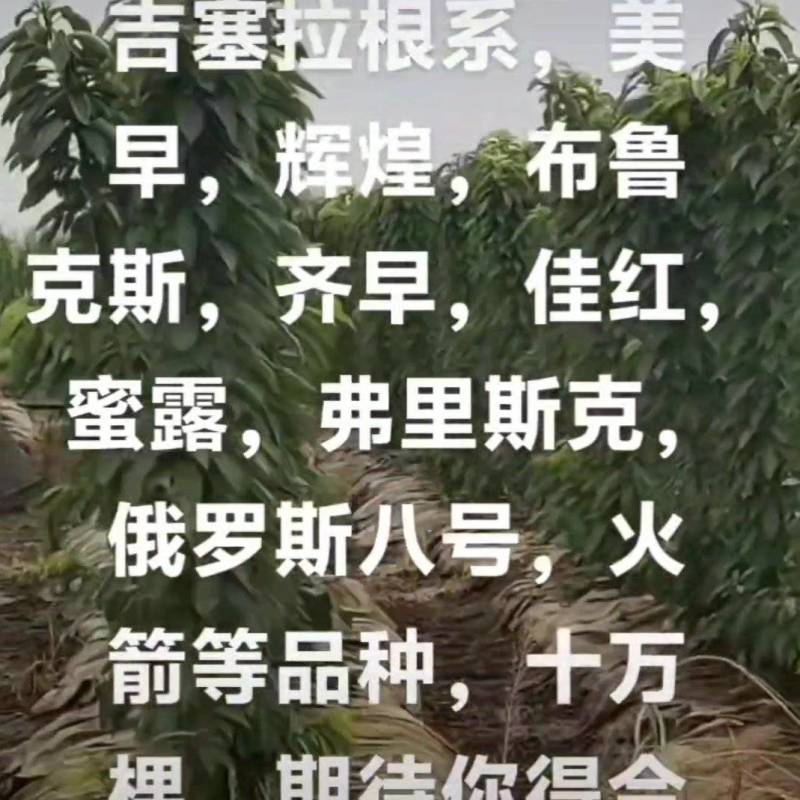 秋后一根棍大樱桃，花呀满满的，吉塞拉根系美早，辉煌
