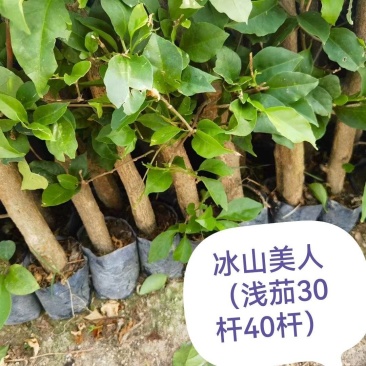 福建三角梅袋苗基地，现有40个品种三角梅袋苗，质优价廉