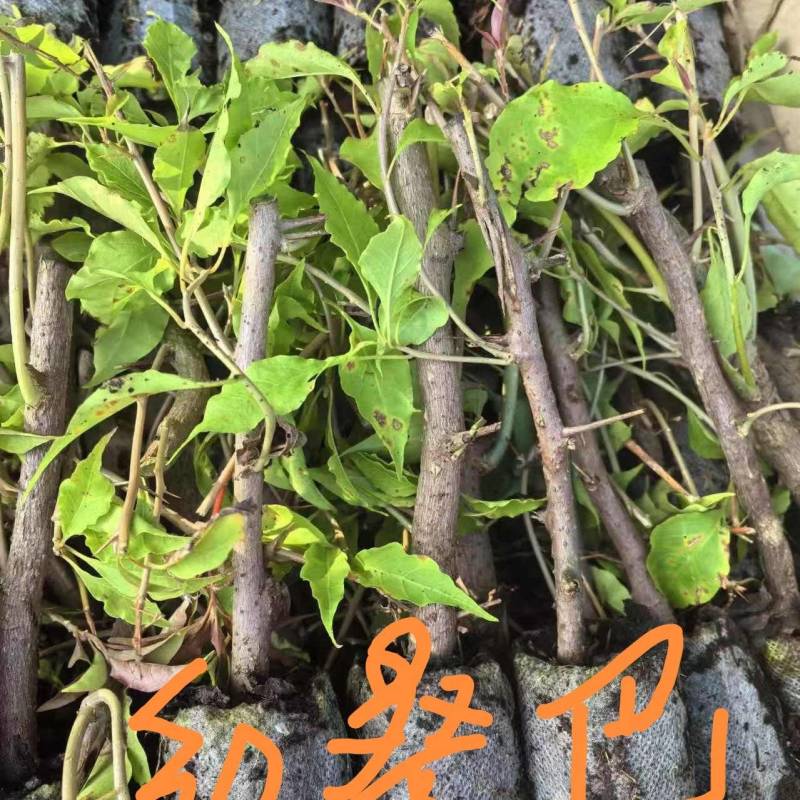 福建三角梅袋苗基地，现有40个品种三角梅袋苗，质优价廉
