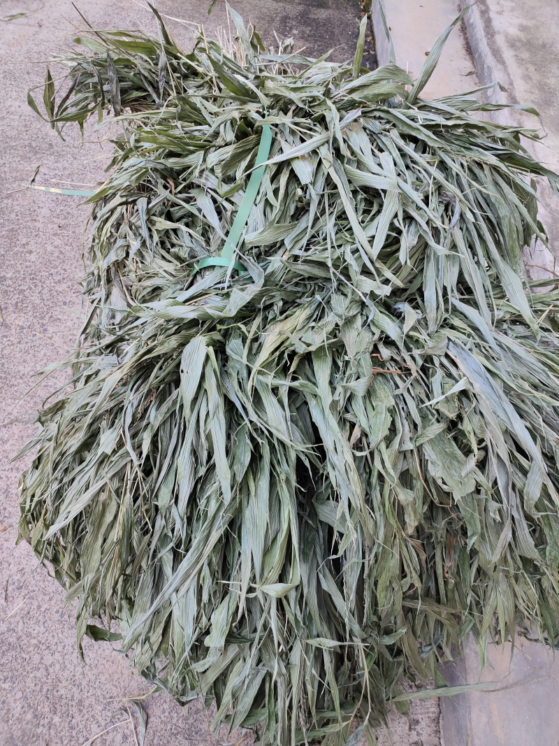 淡竹叶
