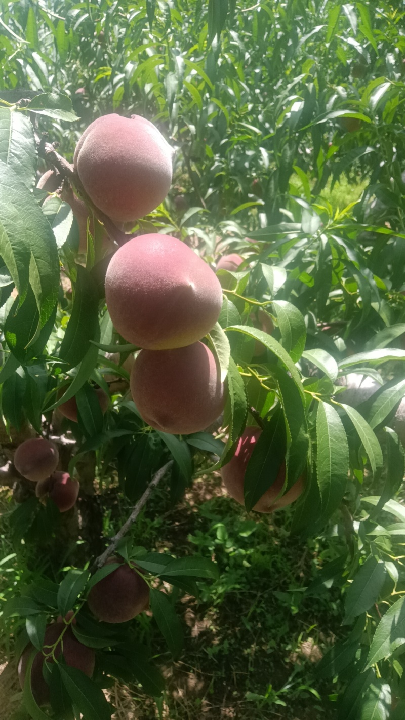 青州蜜，蜜桃王，秋彤全红蜜大量上市，对接电商市场超市