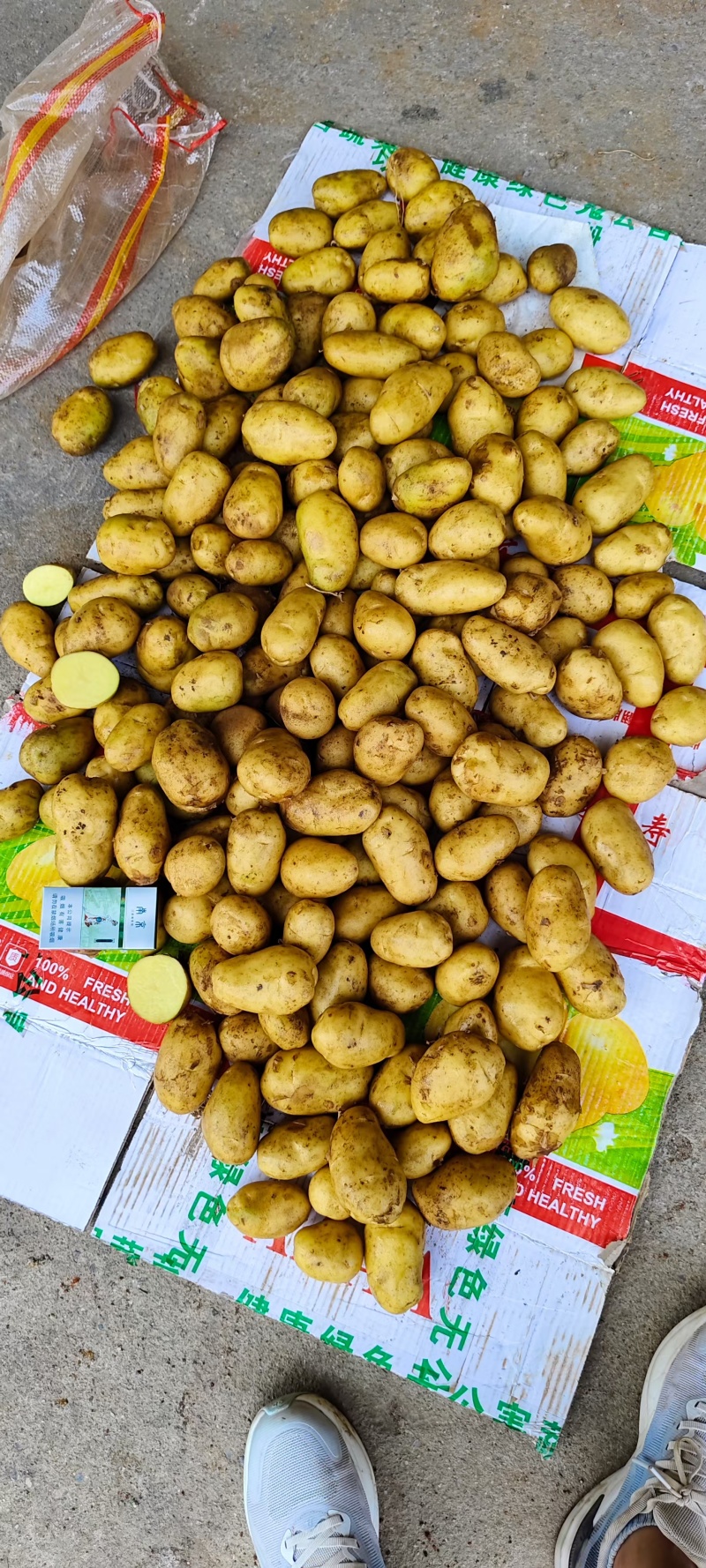 【推荐】优质荷兰十五土豆大量供货产地货源品质保证