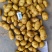 【推荐】优质荷兰十五土豆大量供货产地货源品质保证