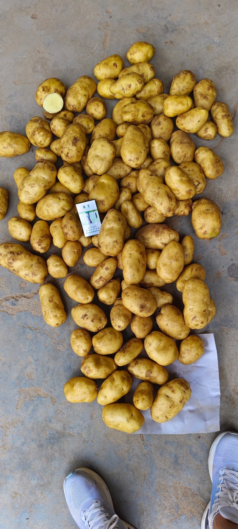 【推荐】优质荷兰十五土豆大量供货产地货源品质保证
