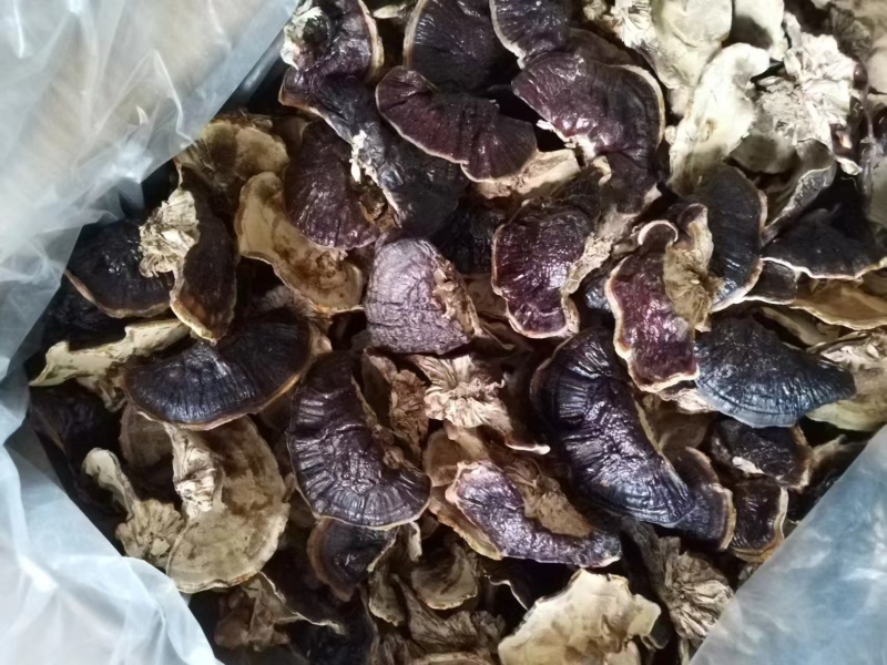 【灵芝】精品金边灵芝基地直供电商品质欢迎咨询商议