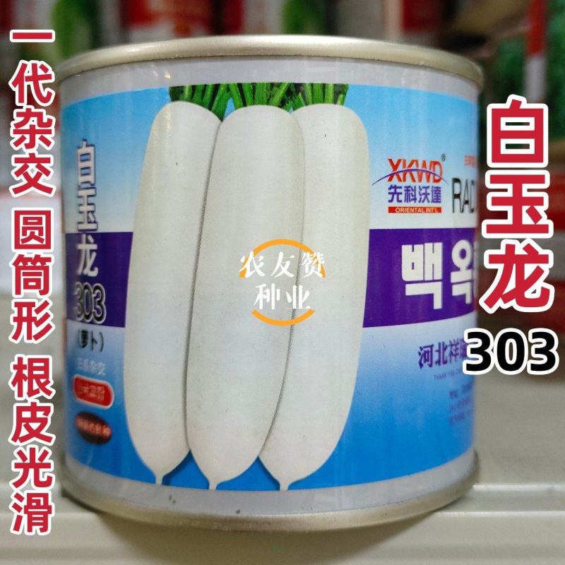 韩国引进杂交白萝卜种子白玉龙303萝卜种籽圆筒形表皮光滑