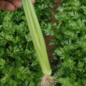 精品香芹