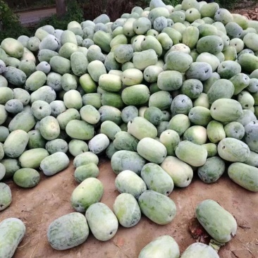 水果冬瓜大量有货。有需要的联系。一手货源