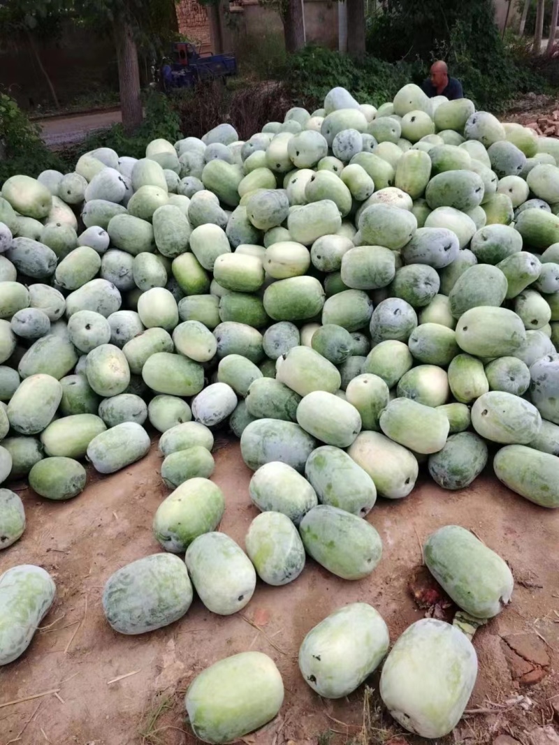 水果冬瓜大量有货。有需要的联系。一手货源