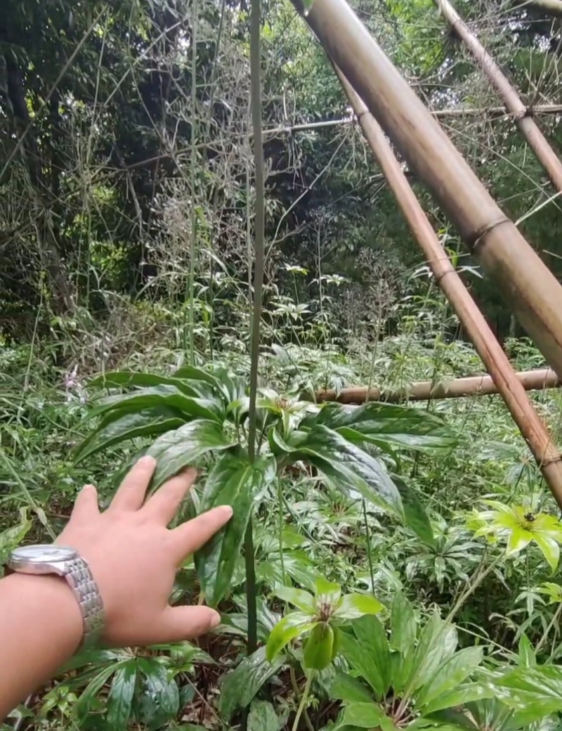 大块华重楼块茎四川华高杆七叶一枝花