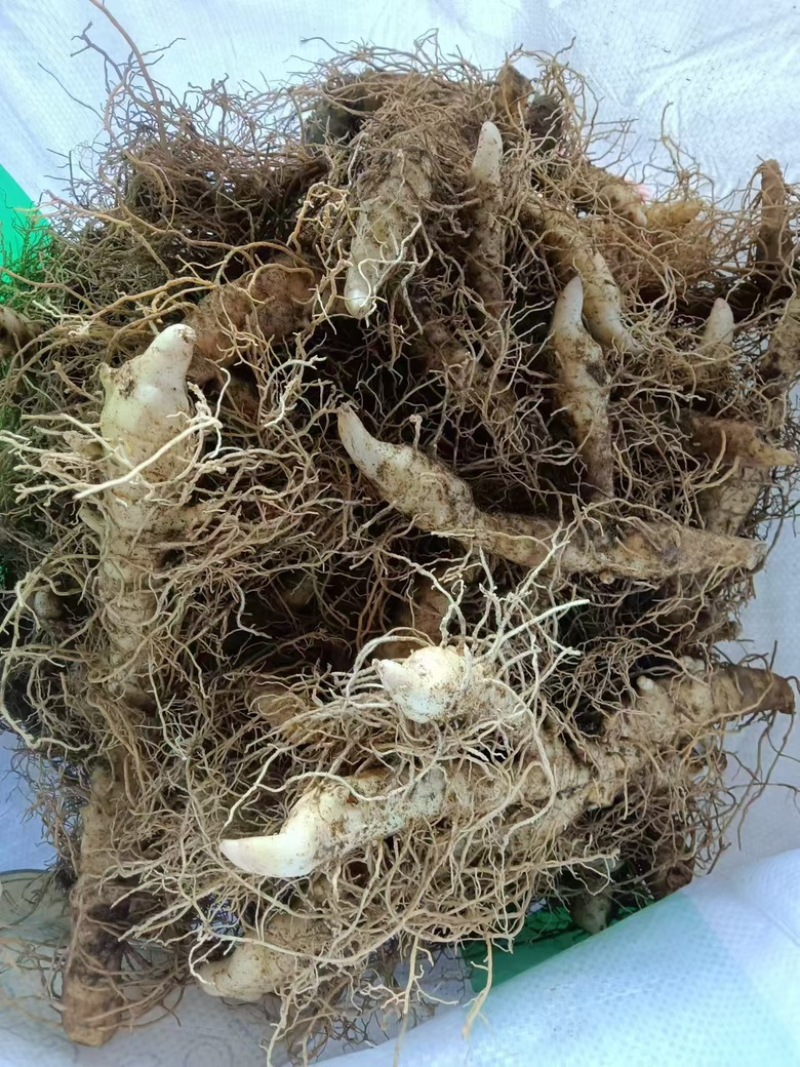 湖南邵阳玉竹种苗高海拔湘玉竹种苗存活率高欢迎订购