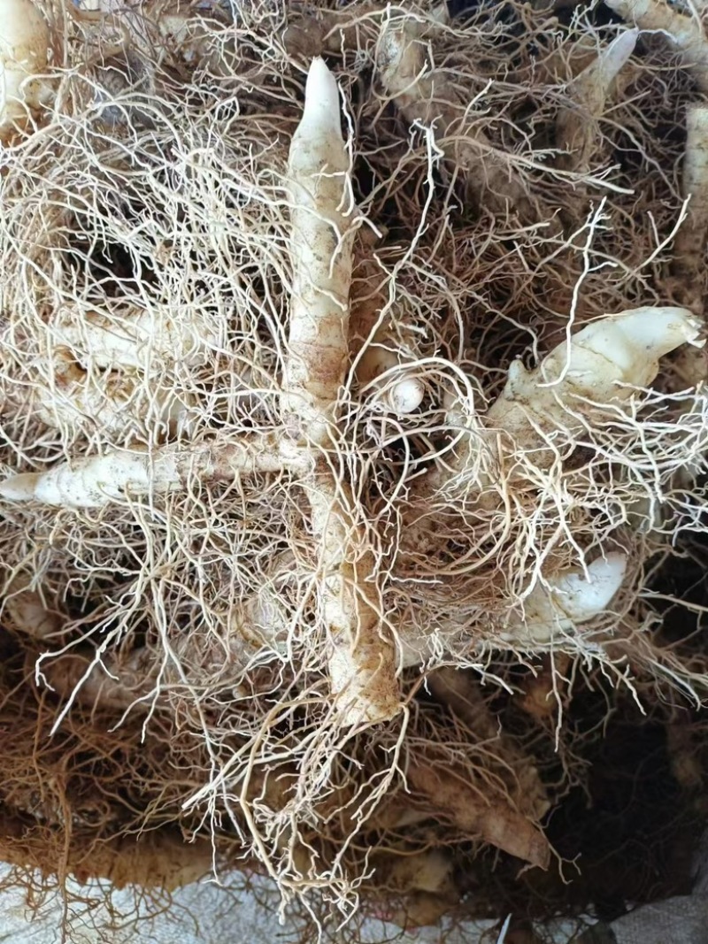 湖南邵阳玉竹种苗高海拔湘玉竹种苗存活率高欢迎订购