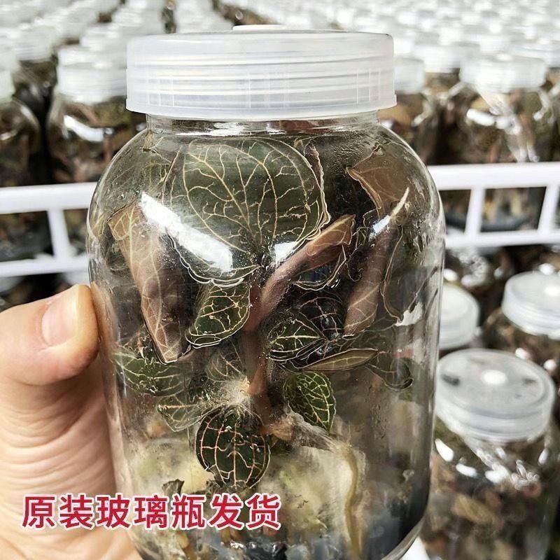 金线莲种苗，福建南靖县原装玻璃瓶种植苗，批发零售都可以发