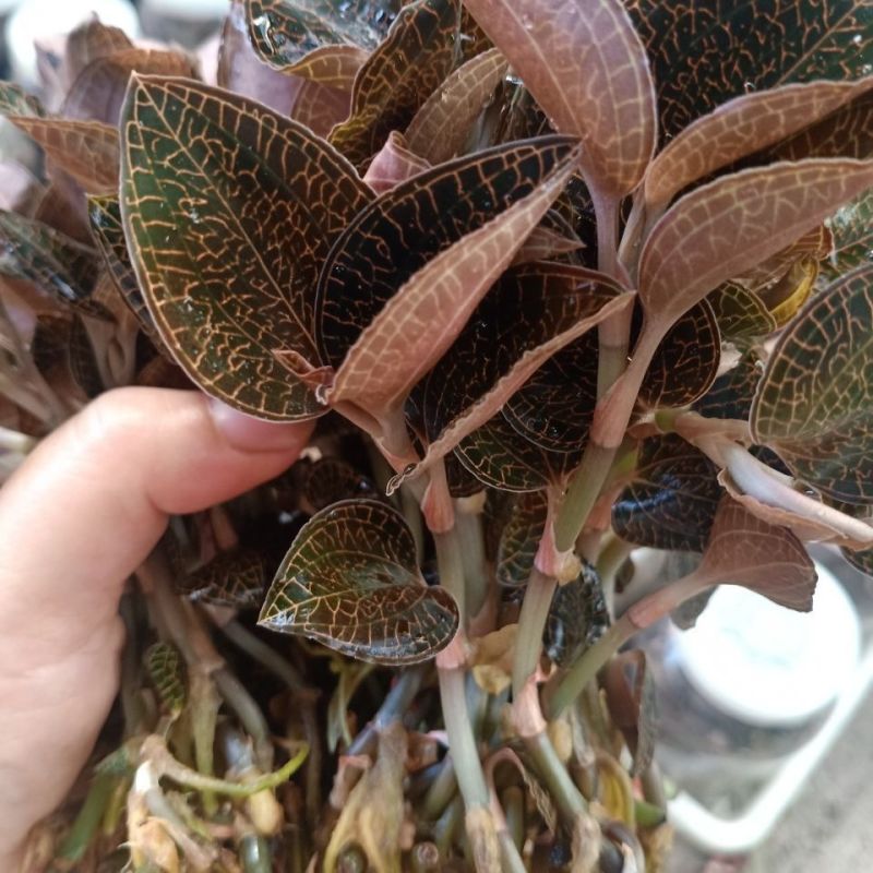 金线莲种苗，福建南靖县原装玻璃瓶种植苗，批发零售都可以发